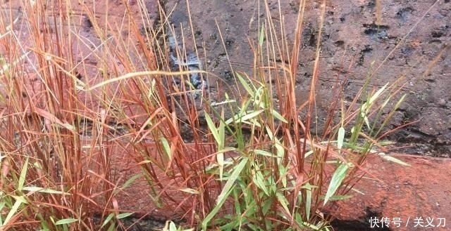  『路边』这野草，人称“金丝草”，叶子像竹叶，药用价值极高，遇到请珍惜