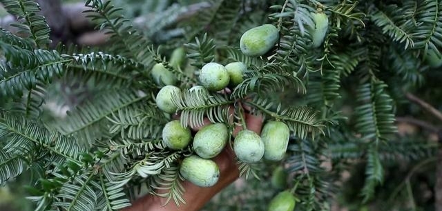  香榧|什么树这么值钱？农民种树摘果，一棵值400多块钱，炒熟的