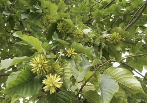珍贵:1种树高大,被称为“喜树”,结出的果子像“香蕉”,珍贵、特别