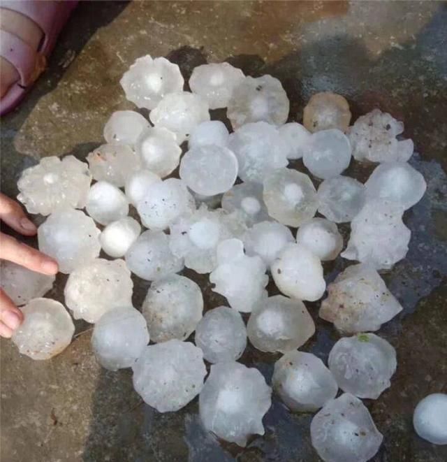  昨晚：昨晚河北多地区出现冰雹，冰雹对农作物破坏太大？看完明白了