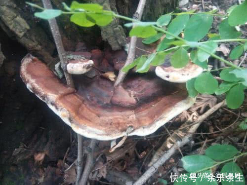 若你家乡遇到像“耳朵”的植物，不要错过，价值珍贵请珍惜！