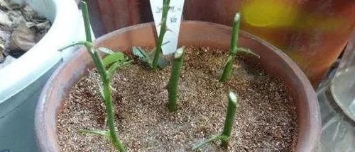 「扦插」不会扦插植物？学会“5点”小妙招，枝条生根快，成活率高！