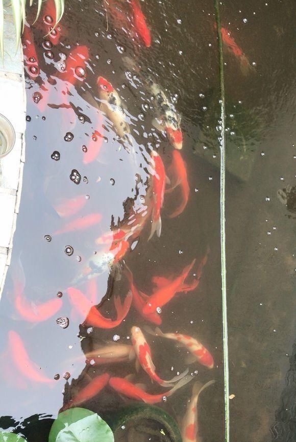  大哥@大哥说，他的铜钱草跟鱼一起养，30天爆盆，每年都丢掉几十斤