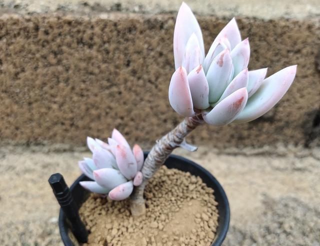  [蚧壳虫]多肉植物病虫害如何预防？怎么做可以快速减少损失，一起来看看吧