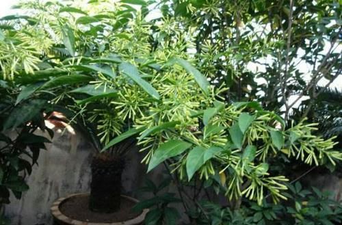 「影响」养花有讲究,有几种种花,不能在室内养,会影响健康