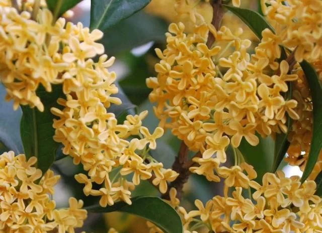 『桂花』桂花开花,不长叶子,是怎么回事?