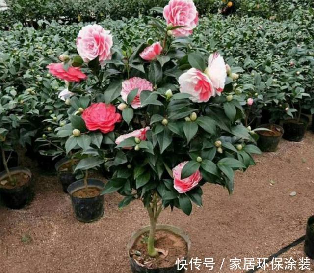  品种|家中养好茶花，先从这几个细节做起，长势旺盛，开花美艳