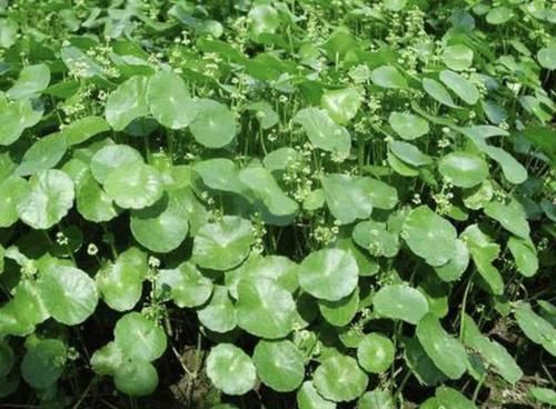  『香蒲草』1种野草在河边，越看越像“铜钱草”，枝叶漂亮，价值高、珍贵！