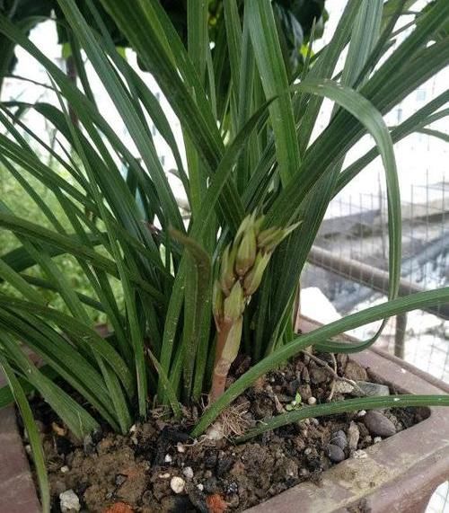  『植物』养“兰科”植物，用这4种“宝贝”，疏松透气，不烂根长的快