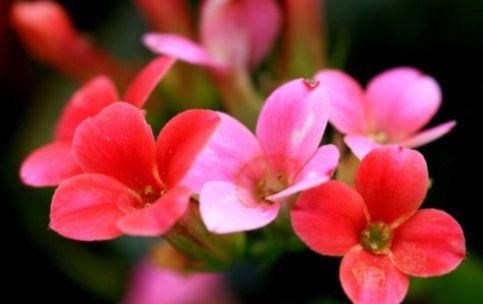  #枝繁叶茂#这四款花养护简单花期长，常年开花不断，花开枝繁叶茂，优雅多姿