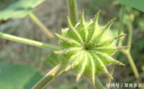 农村有一种野果，价值很珍贵，对治疗耳鸣非常有效