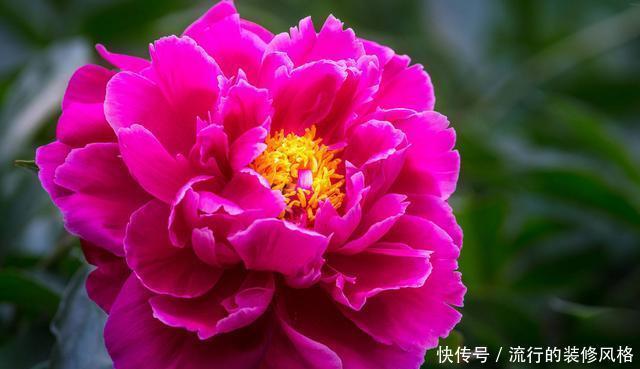  花朵|适合家养的3种花，花朵硕大抓人眼球，颜色鲜艳容易爆盆，美极了