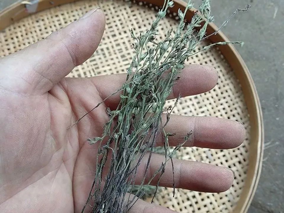  长在农田：一天挖不到1两，见到别错过，它是稀罕的“疳积草”，