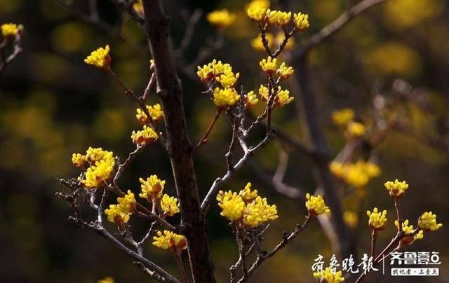  茱萸■“遍插茱萸少一人”的茱萸开花了，就在济南！瞧这一大片