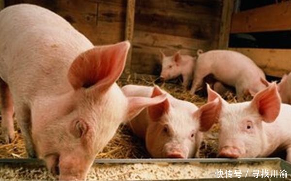  【农户】养猪农户不注意这几点，影响会很大，科学养殖很重要！