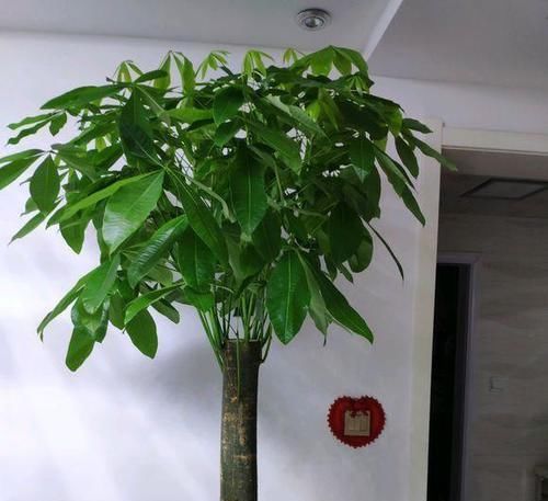  [浇水太多]养花需注意，这4种花不能瞎浇水，不然很容易烂根！