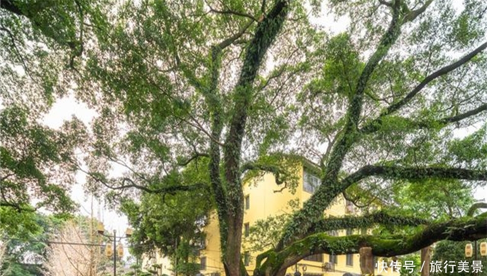 中国最“特殊”的大学，建在5A景点内，学生进出都要收门票！