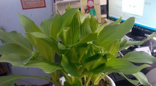  『看起来』养植物没信心？试试这“6种”，养护简单颜值高，很适合新手