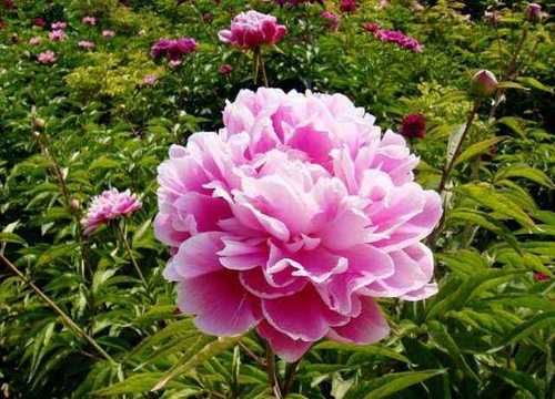  『植物』为什么有人把花朵形容为植物的“面容”它们有什么不一样的呢？