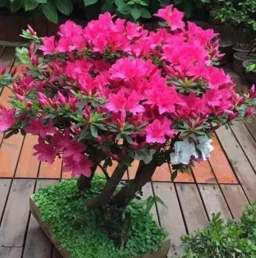  #枝条#在家养杜鹃花不容易成活？记住3点要求，花团锦簇、枝繁叶茂