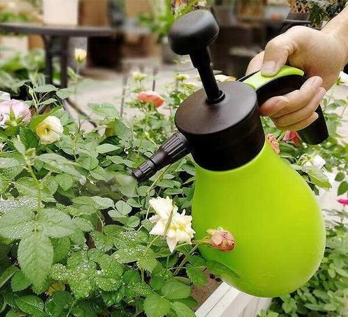  「药水」月季经常喷此药水，从来不得白粉病，花型艳丽，四季爆盆