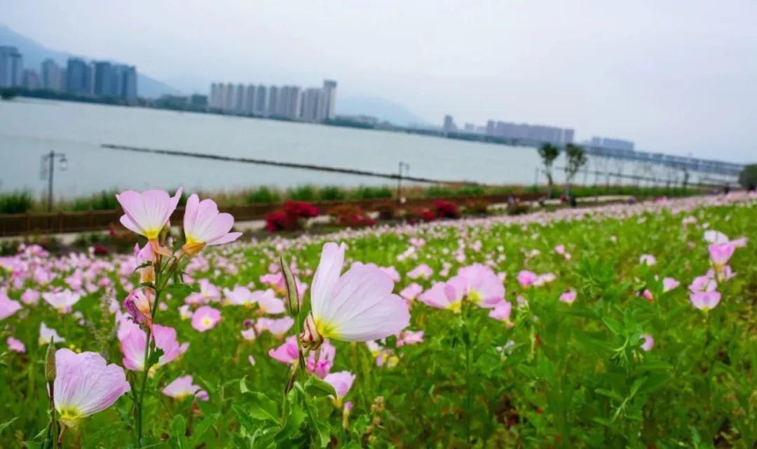  「月见草」美丽月见草，在月下展颜的一抹桃粉色