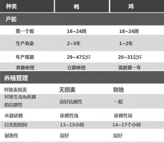  死亡率@在乡下养羊和养鸭子是哪一种？你知道那个吗？