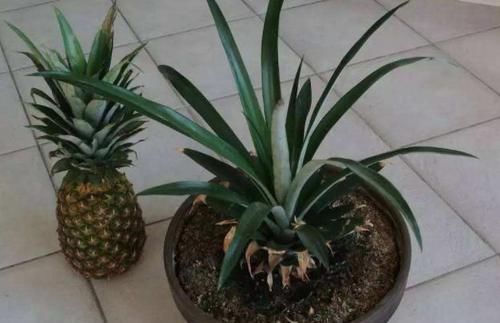  全身■这种水果酸甜可口，全身是宝，水培像'花卉'，果皮制肥是养花宝