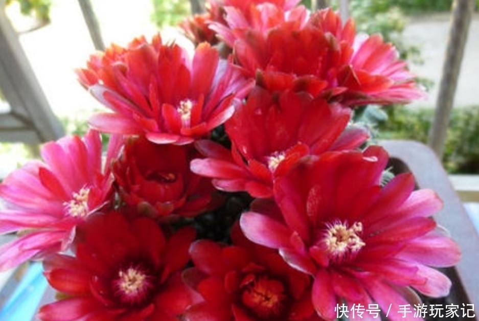 「美艳」家里养4种仙人球,很容易就能开花,花朵美艳