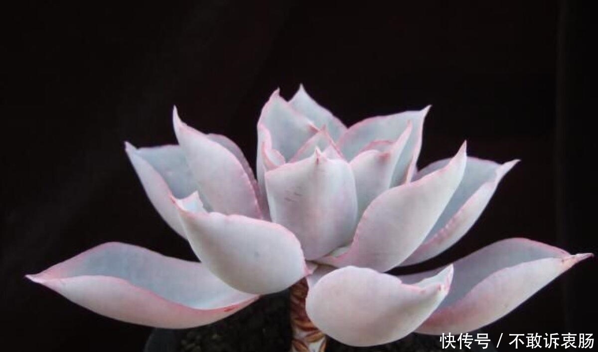 美丽@夏天养多肉晚霞,做好4件事,比晚霞还美丽