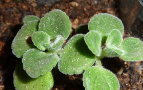  『真好玩』这种植物真好玩，越碰越香，摘片叶子砸一砸，还能熏蚊子