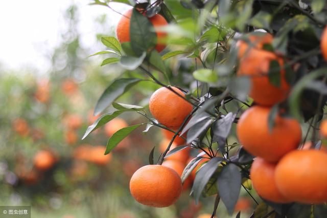 砂糖桔收尾，价格以2元每斤为主，沃柑价格小涨，靓果达4.0元/斤