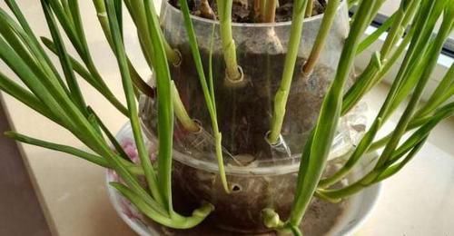  『花盆』几颗大蒜扔进花盆，做成创意十足，好吃美味的蒜苗盆栽