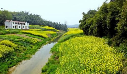  [厉害]油菜花开一片香，青山绿水钓鱼忙，这里的野鲫鳞甲金黄，板得厉害