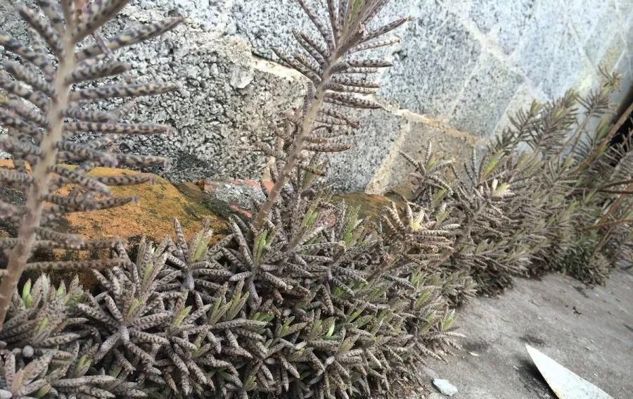  【慎养】这花要慎养，每年砍掉3麻袋，照样蹭蹭长！