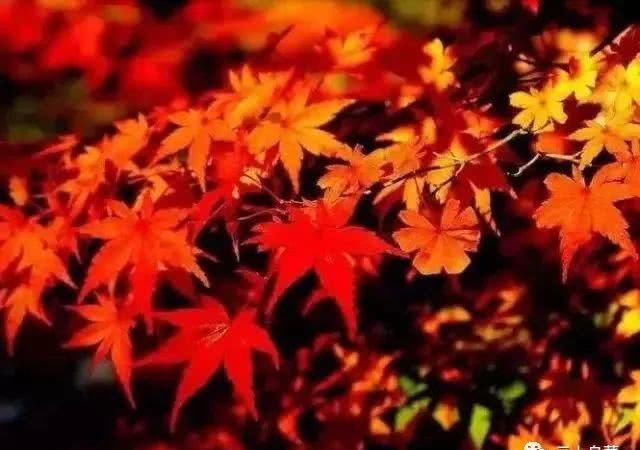 最美贵州一抹秋，全都藏在了这些地方！