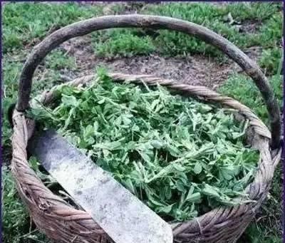 食物：人称“食物之父”，是最古老的野菜之一，如今到处是，你