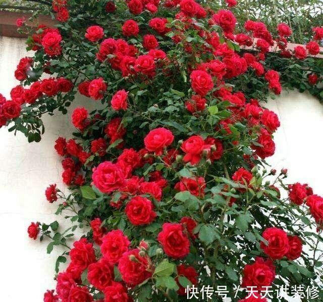 种植|此花,有着“开花机器”的美称,东北三省都能养,花香更胜桂花