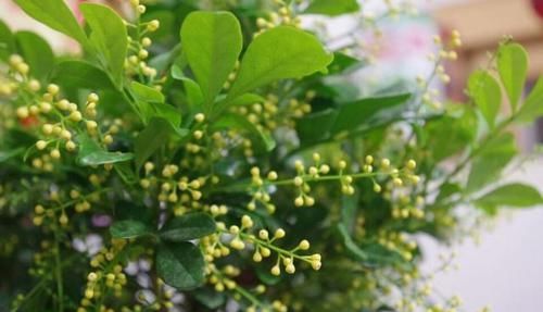  『水姿势不对』花店买回来的带花苞米兰花到底怎么养，才几天米兰花就叶黄花苞掉