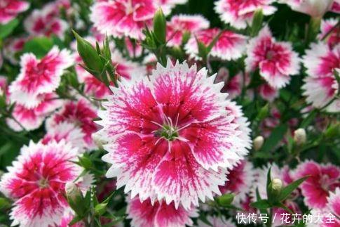 『养花』夏天养花,首选3种花,开花美很耐热,越晒越开花,花开一整夏