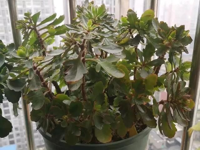  [明亮的位置]嫌花长得丑，趁现在砍头，2个月脱胎换骨！