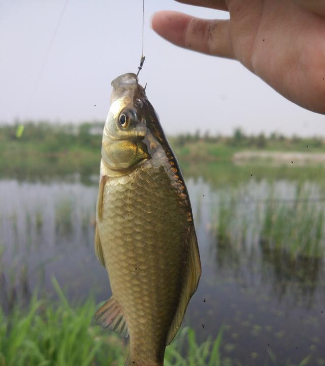  「麻雀」早晨钓鱼鱼口很好，鲫鱼虽小却过瘾