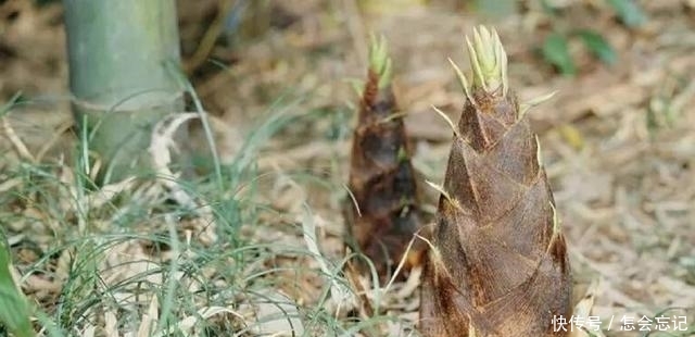 农村此种竹子种了不用去卖，照样年赚几十万，真是懒人也能赚大钱