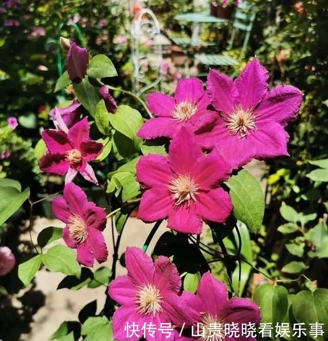「平方」有了30平方的小院,能将日子过成了诗?简单而精致,优雅而从容!
