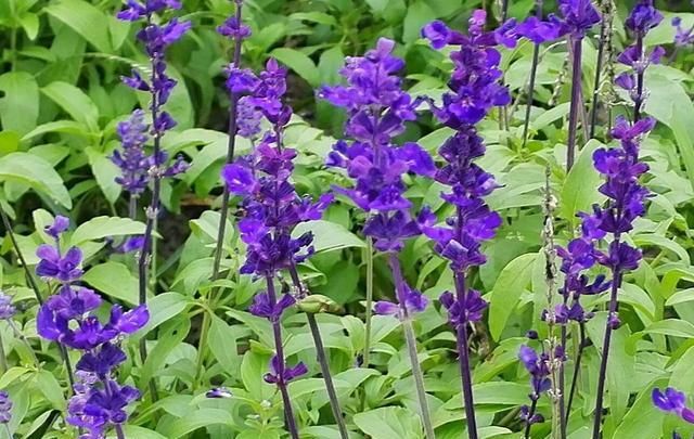  「花型」这花盛开时枝头挂满“小灯笼”,花型别具一格,春季养花别错过