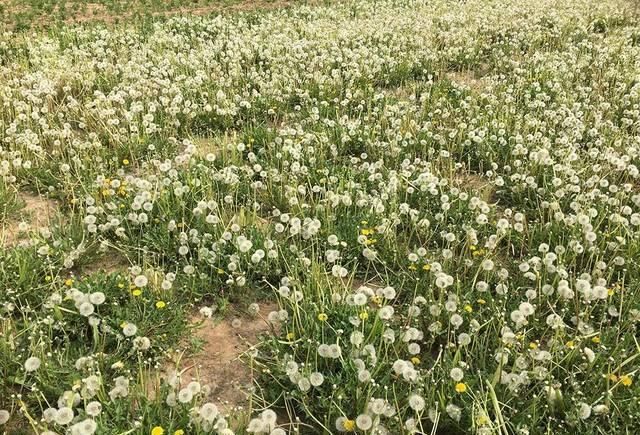  『农村』曾是儿时的玩具，白送都没人要，如今被大量种植，一斤6元很抢手