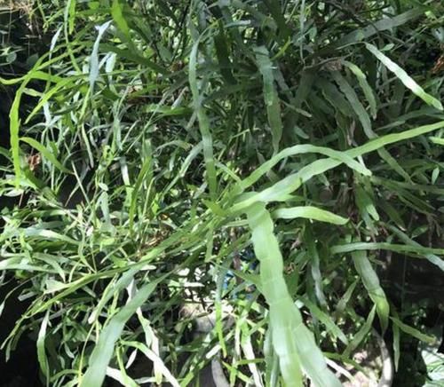  [植物]山沟里的“1种植物”，被称为“竹节蓼”，叶片像海带，珍贵！