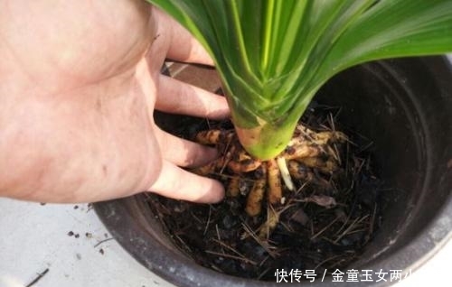 【养花】2种土,扔了也别用来养花,不然养一盆黄叶一盆,别忽视!