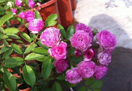 『盆栽』此花花朵易爆盆,全年有花赏,花香浓郁,是家庭盆栽佳品!