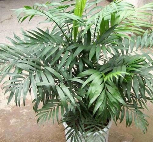  【光亮】养花就养4种花，植株小巧，姿态秀雅，叶子浓绿光亮
